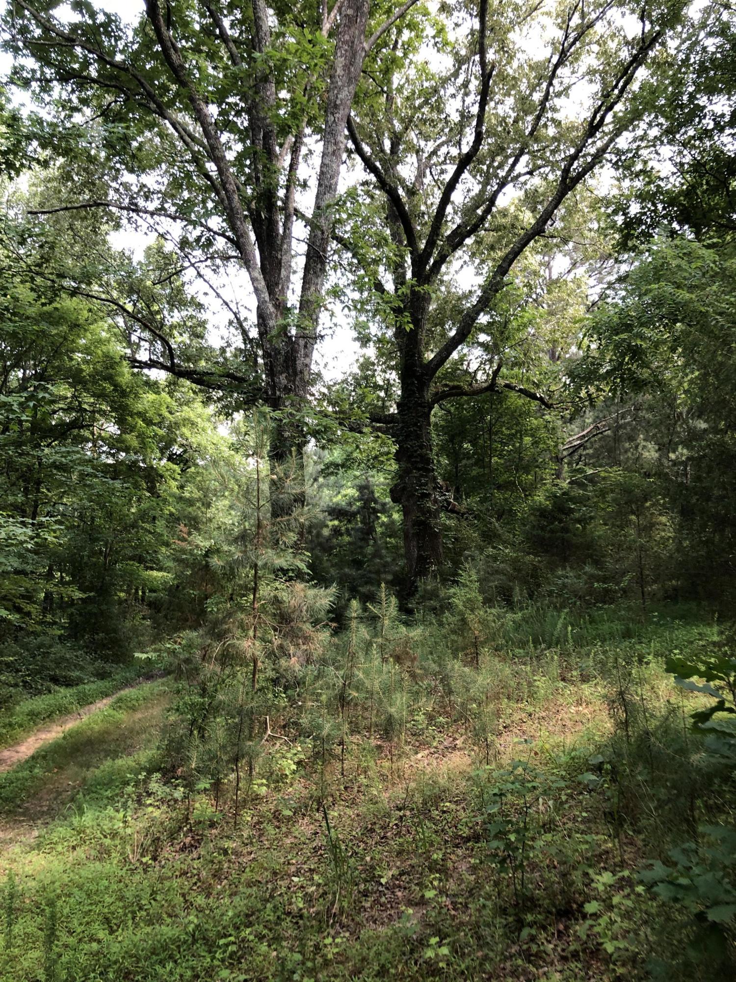 810 Red Clay Road Cleveland, TN 37311 - Photo 5 of 9 Private Lot