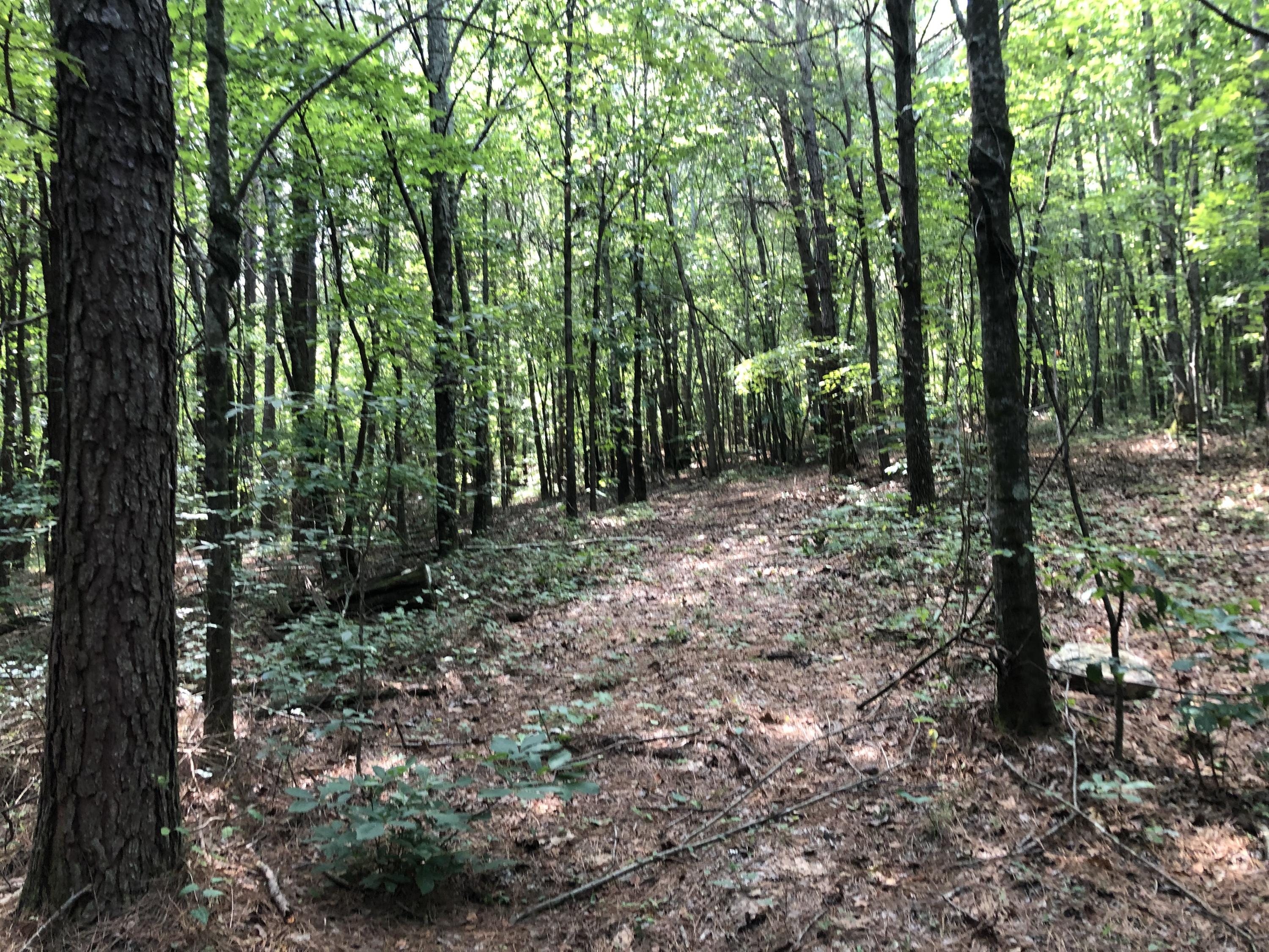 810 Red Clay Road Cleveland, TN 37311 - Photo 6 of 9 Wooded Land