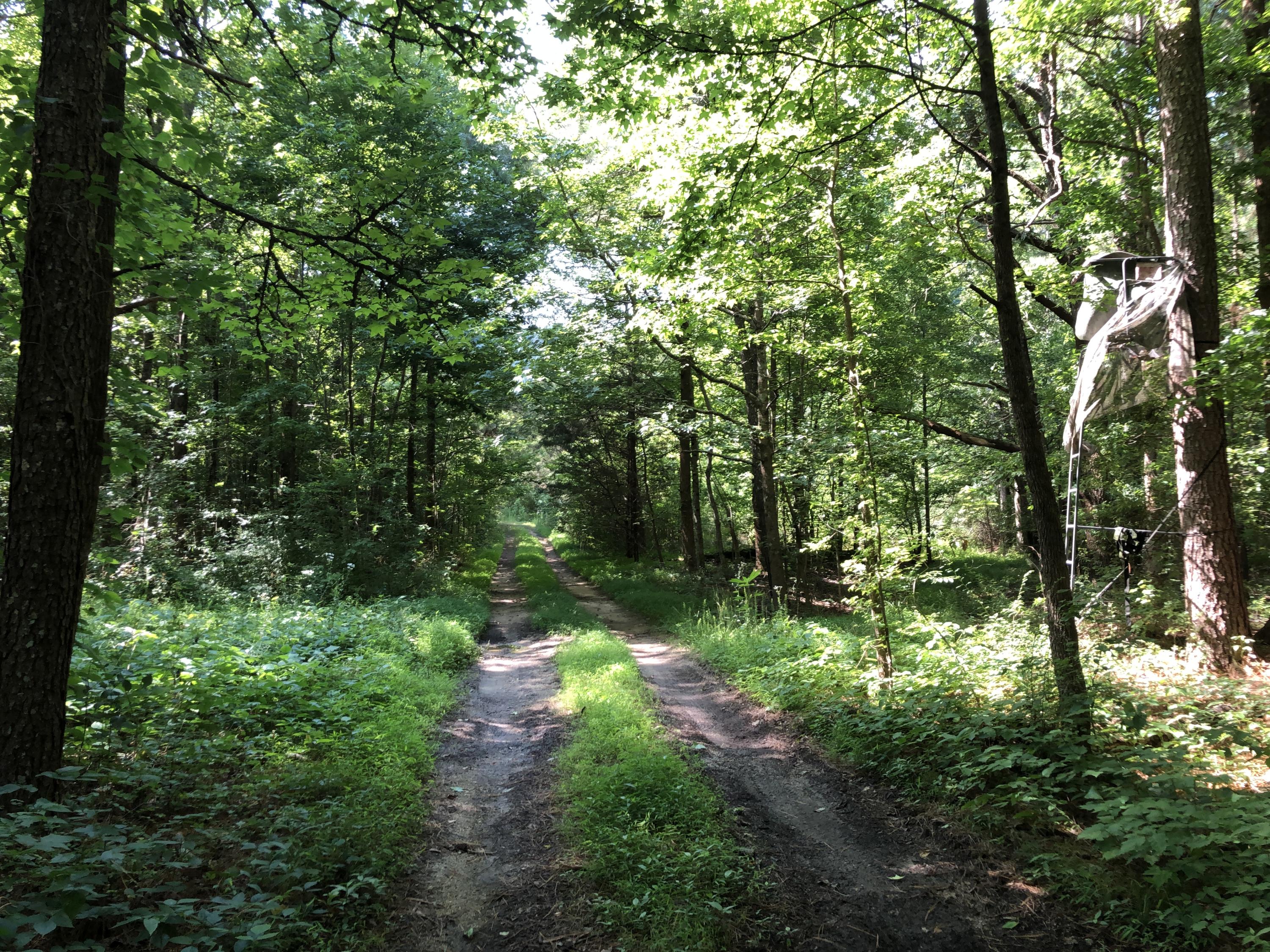 810 Red Clay Road Cleveland, TN 37311 - Photo 7 of 9 Wooded Land