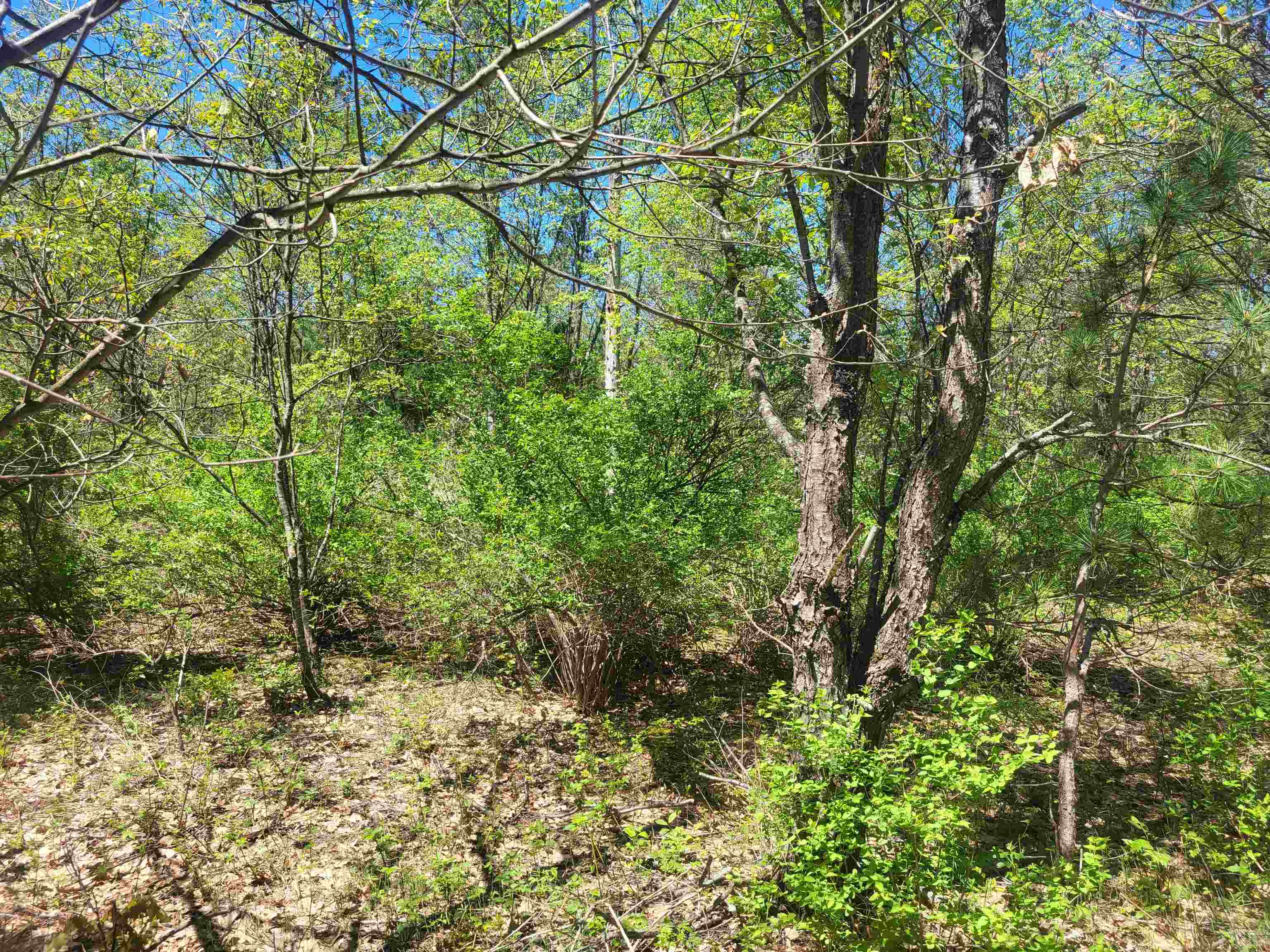 0 North Hulbert Road Lake Ann, MI 49650 - Photo 12 of 14