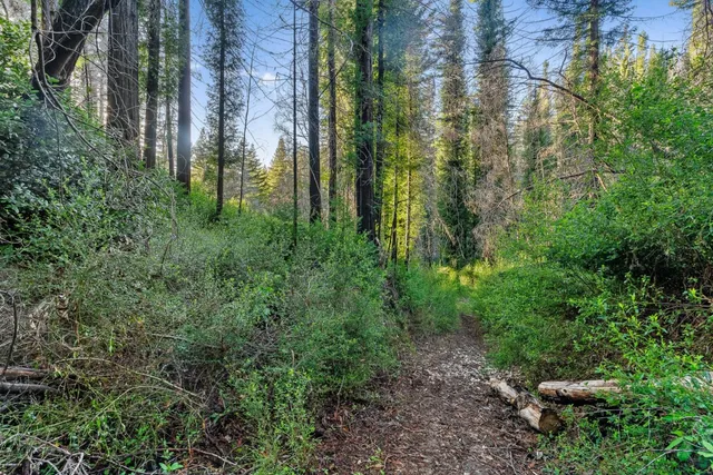 a view of a yard with plants and large trees