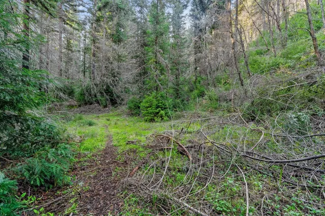 a view of a lush green forest