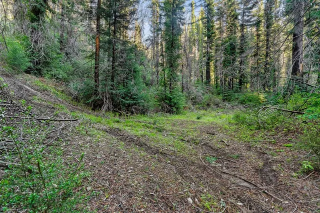 a view of a lush green forest