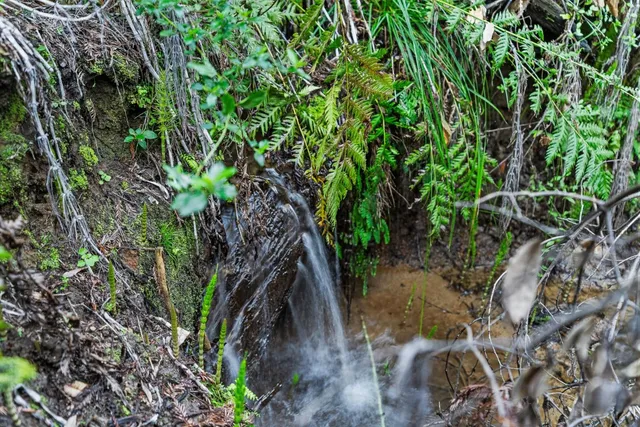 a view of a tree in a yard