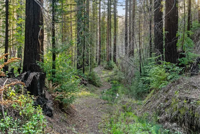 a view of outdoor space and garden