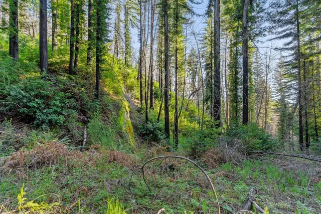 a view of a garden with plants