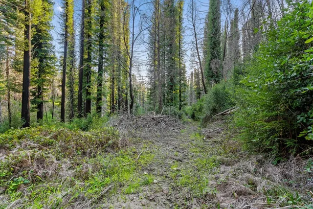a view of a forest with lots of trees