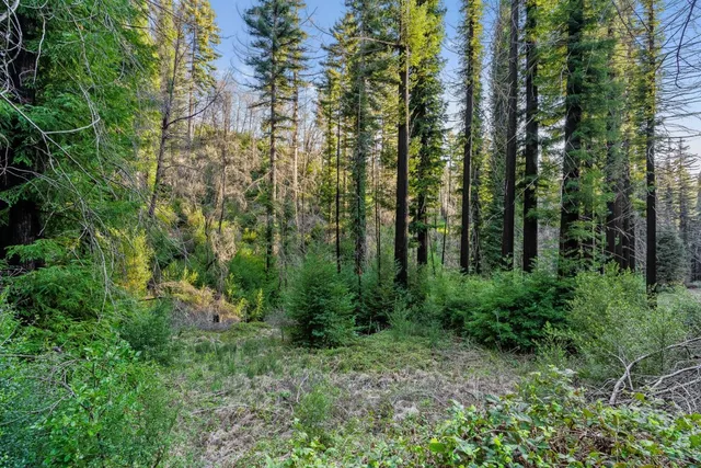 a view of a lush green forest