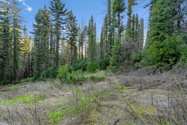 a view of a lush green forest with lots of trees
