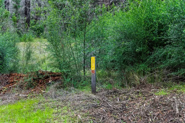 a flag is sitting in the middle of forest
