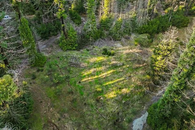 a view of a forest with a tree