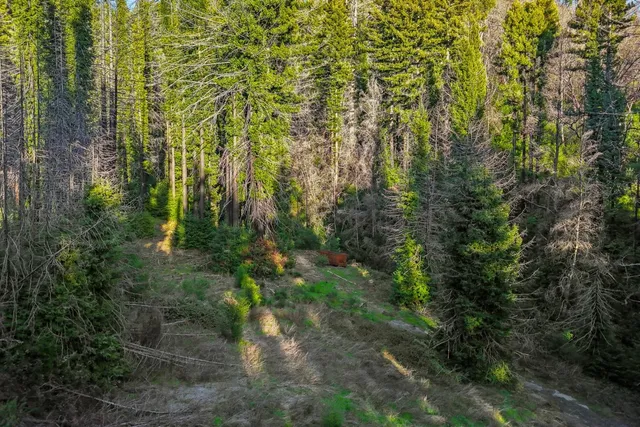 a view of a yard with plants and large trees