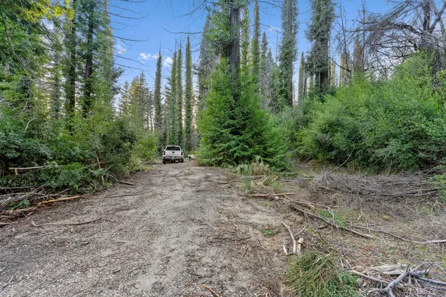 a view of a yard with plants and large trees