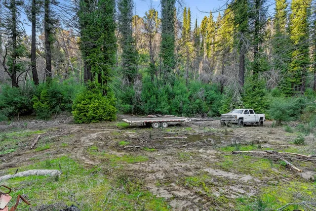 a view of a park with large trees