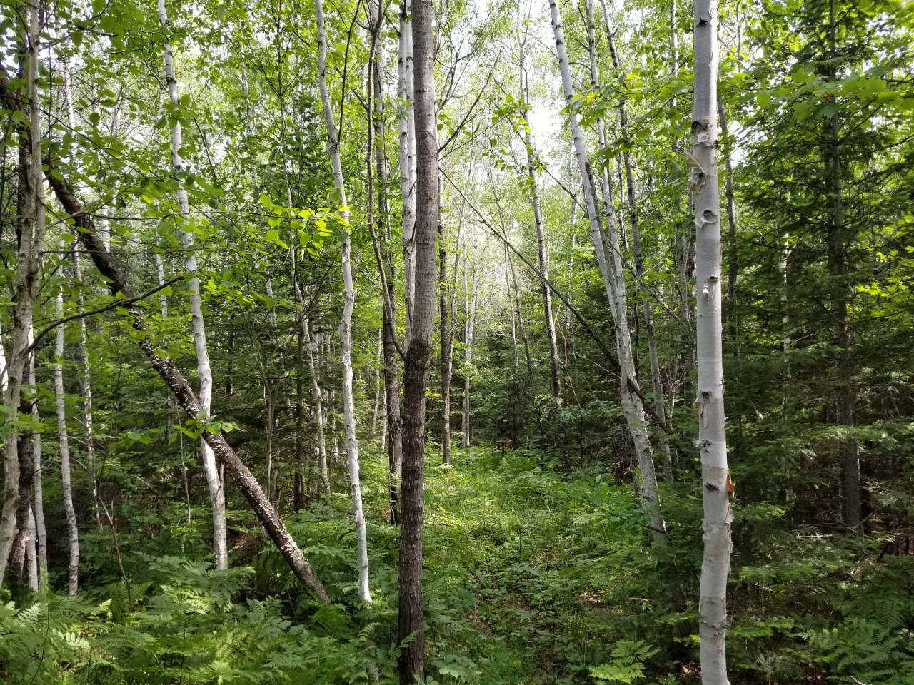 Lot 31 Nathan Pass Mercer, WI 54547 - Photo 1 of 26 Gallery Image 1
