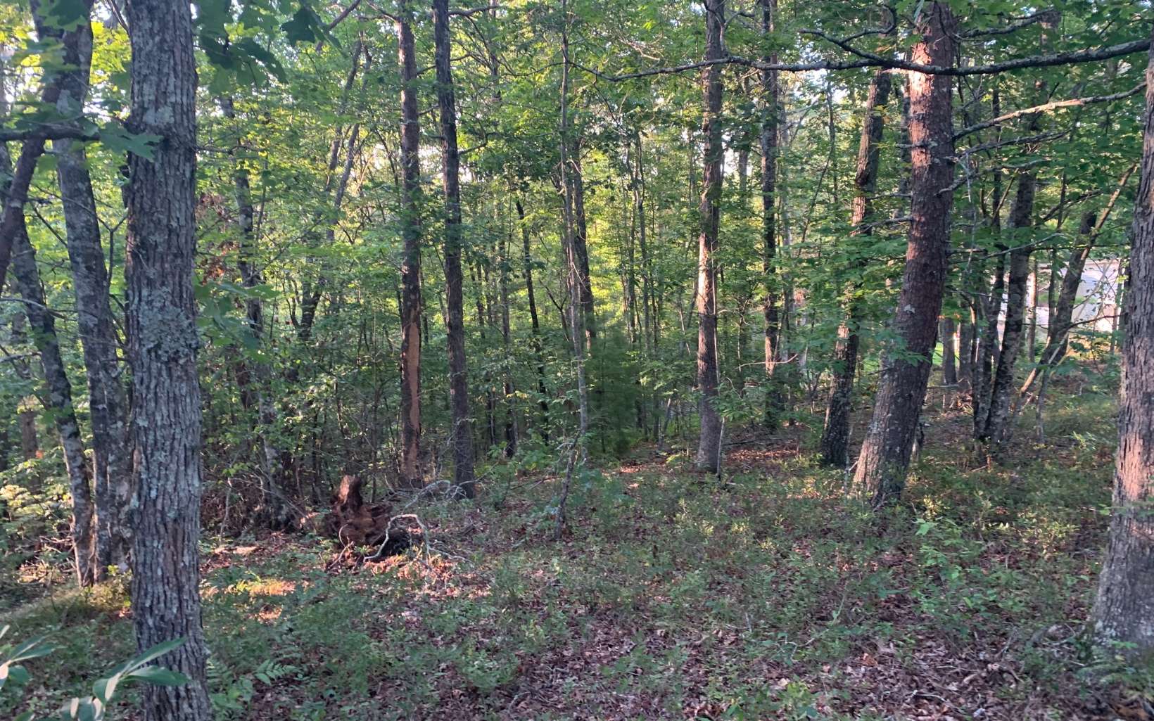 Main View