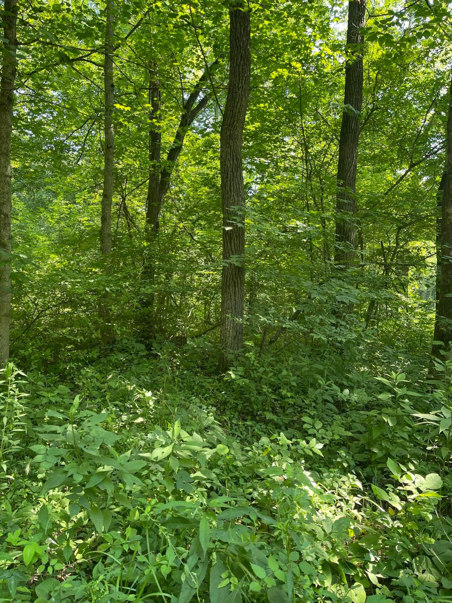 0 Wion Ridge Road Chandlersville, OH 43727 - Photo 17 of 20