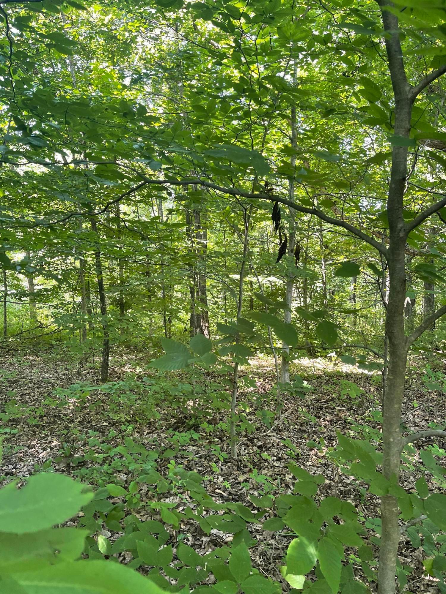0 Wion Ridge Road Chandlersville, OH 43727 - Photo 2 of 20
