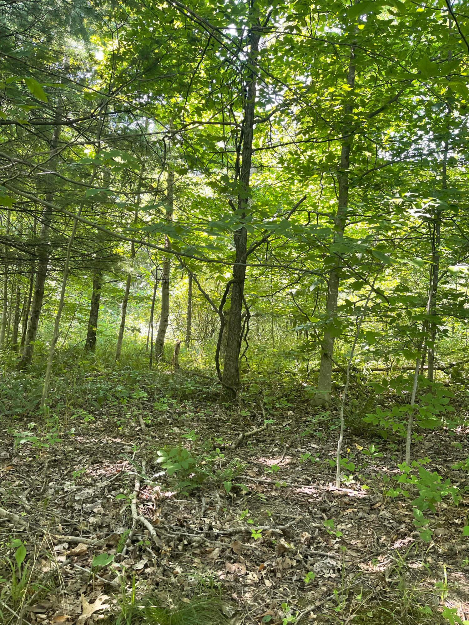 0 Wion Ridge Road Chandlersville, OH 43727 - Photo 3 of 20