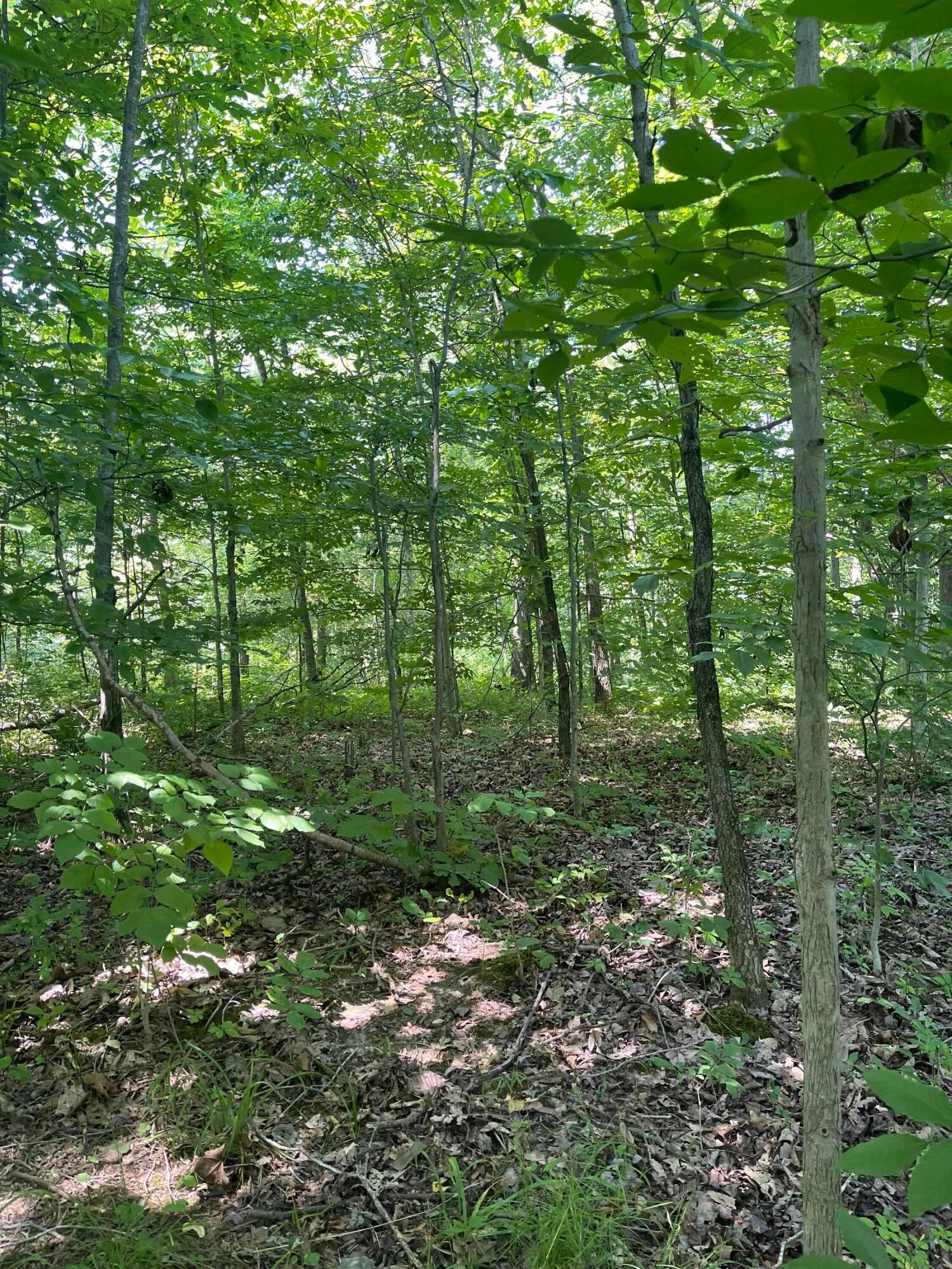 0 Wion Ridge Road Chandlersville, OH 43727 - Photo 4 of 20