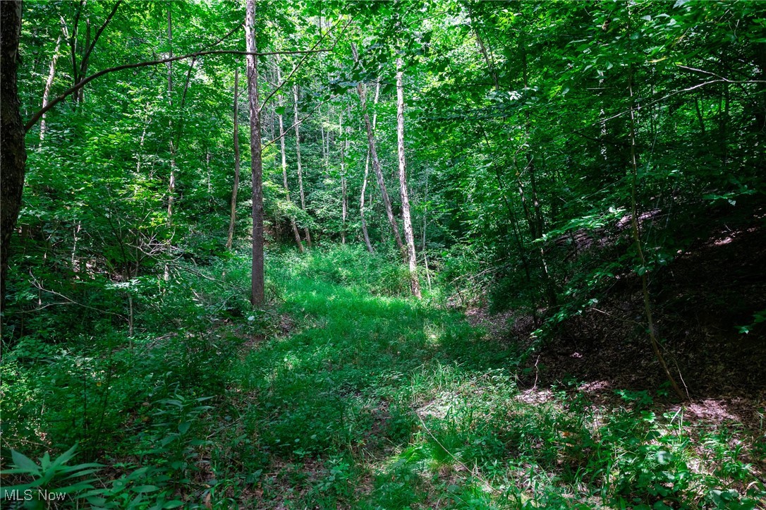 Prider Road Kimbolton, OH 43749 - Photo 14 of 48 View of local wilderness