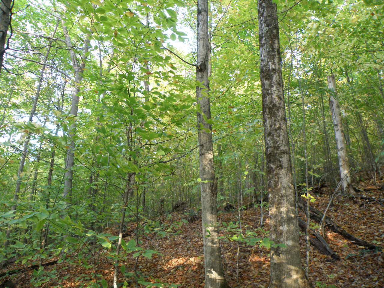 0 Morgan Road Woodstock, VT 05091 - Photo 14 of 15
