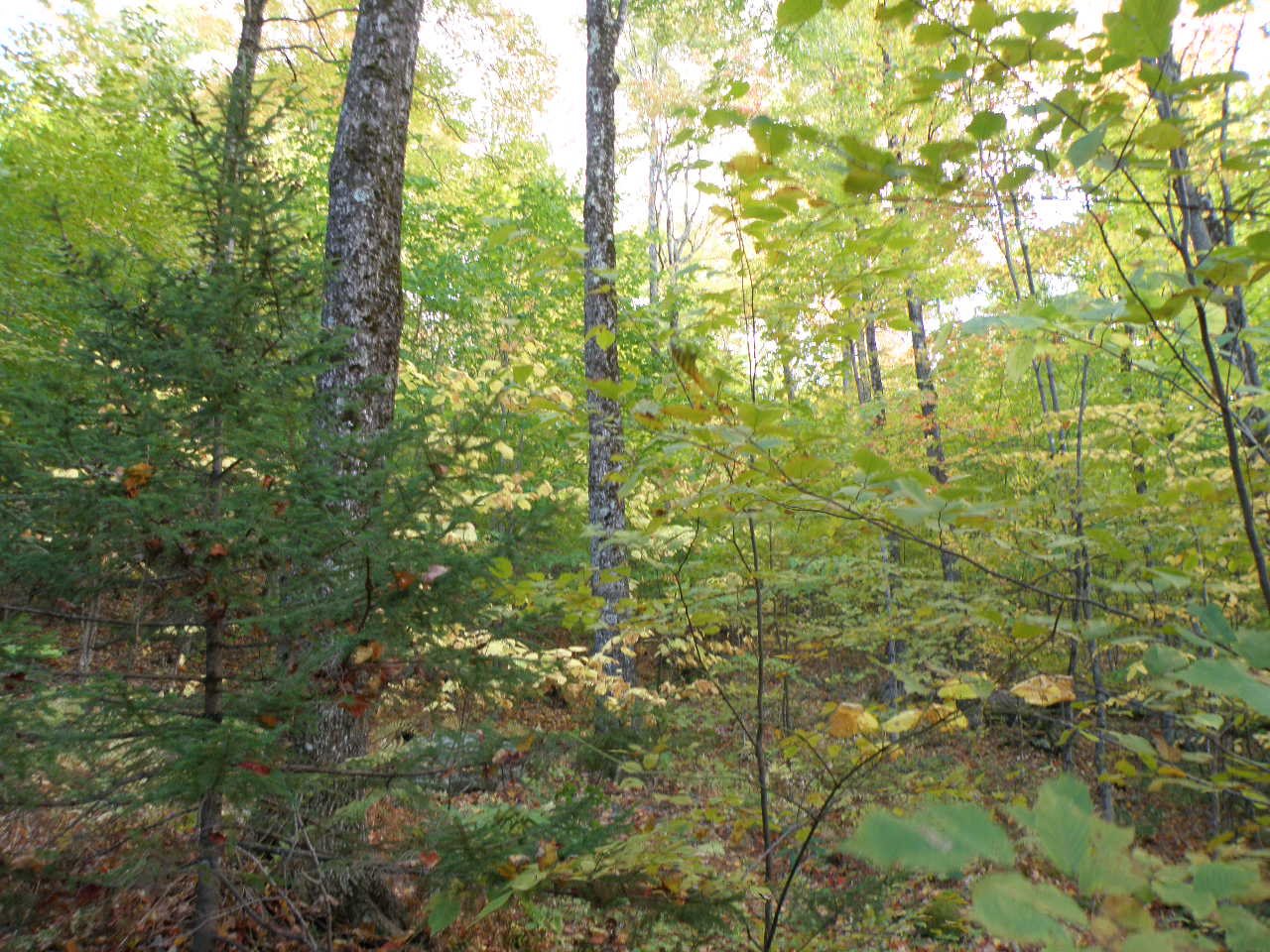 0 Morgan Road Woodstock, VT 05091 - Photo 15 of 15
