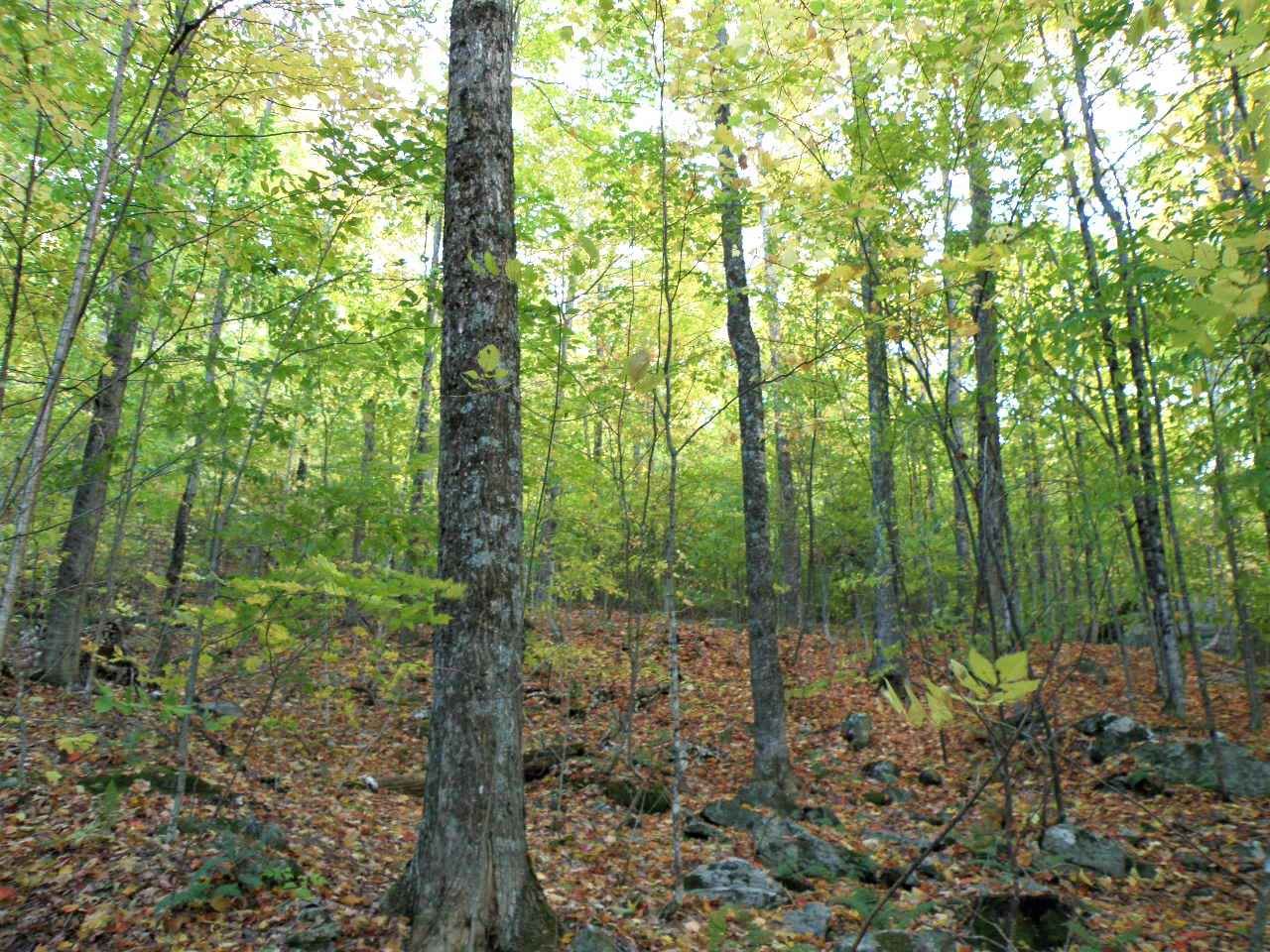 0 Morgan Road Woodstock, VT 05091 - Photo 8 of 15