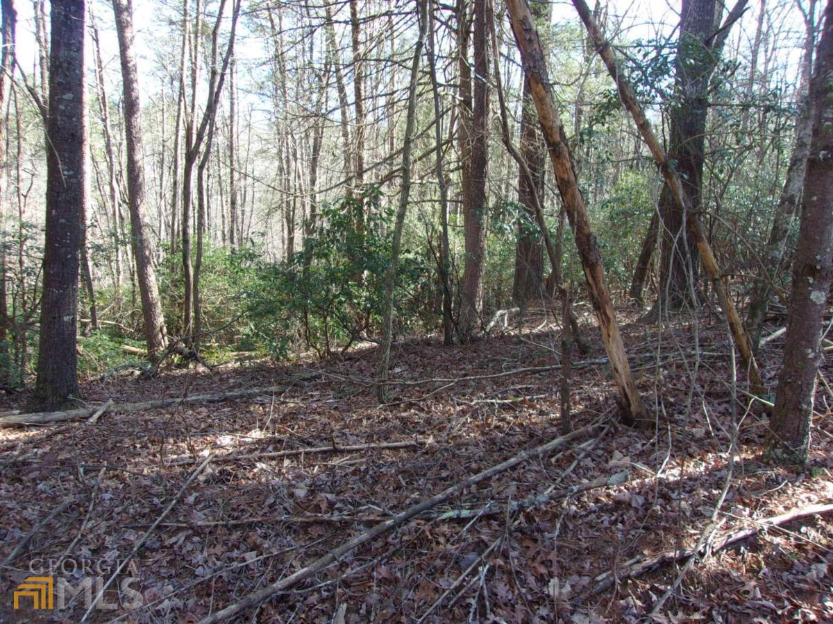 a view of a forest filled with trees