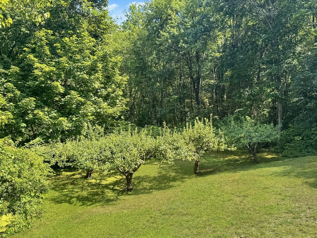 19 Haggetts Pond Road Andover, MA 01810 - Photo 4 of 24 a view of yard with green space