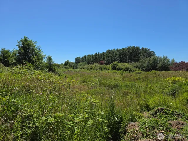 a view of a lush green space