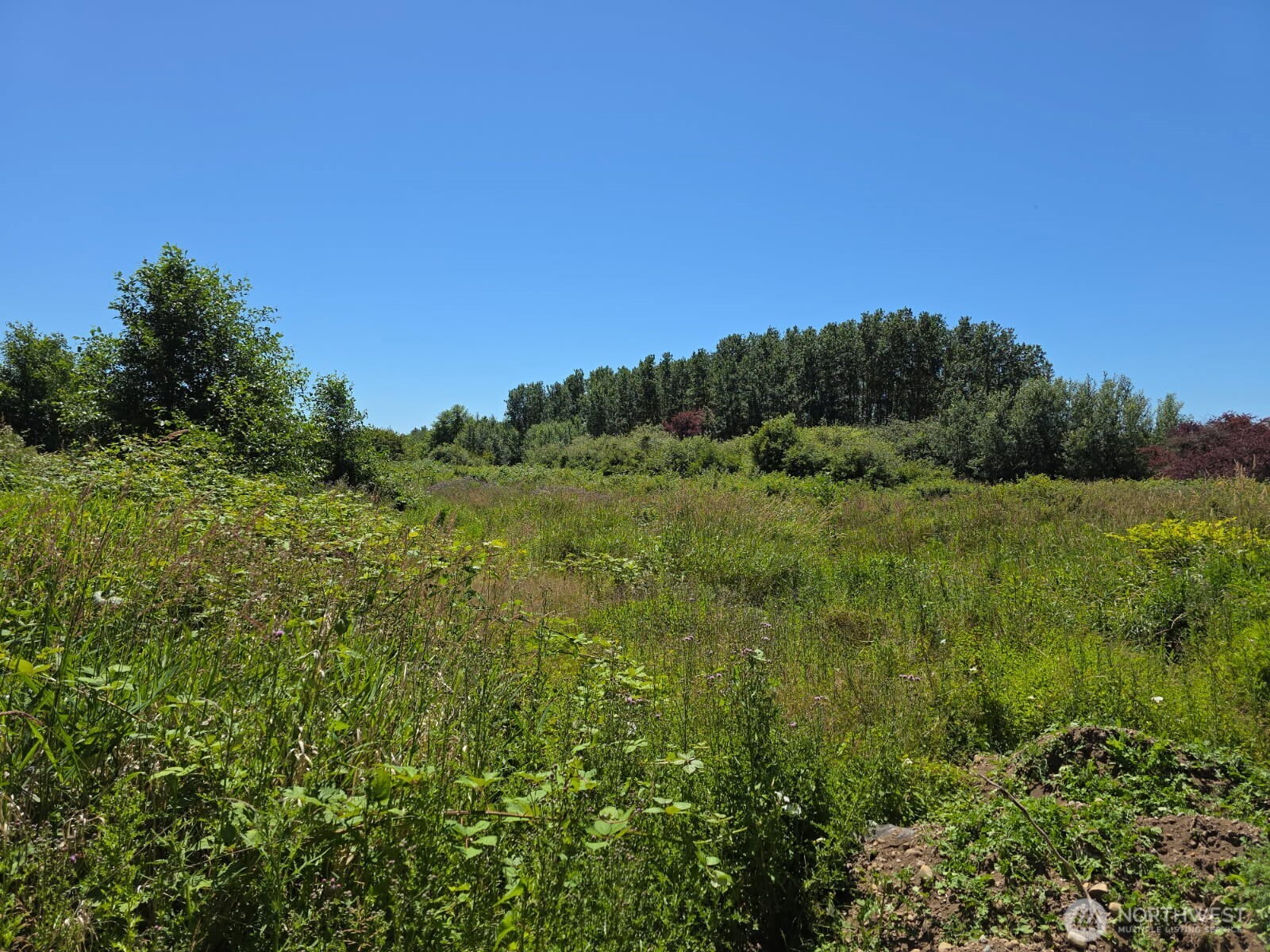 a view of a lush green space