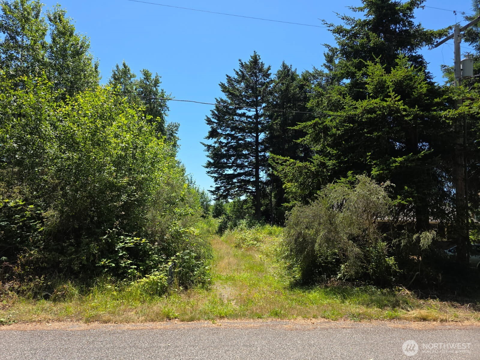 0 Peltier Drive Point Roberts, WA 98281 - Photo 2 of 8 a view of a yard with plants
