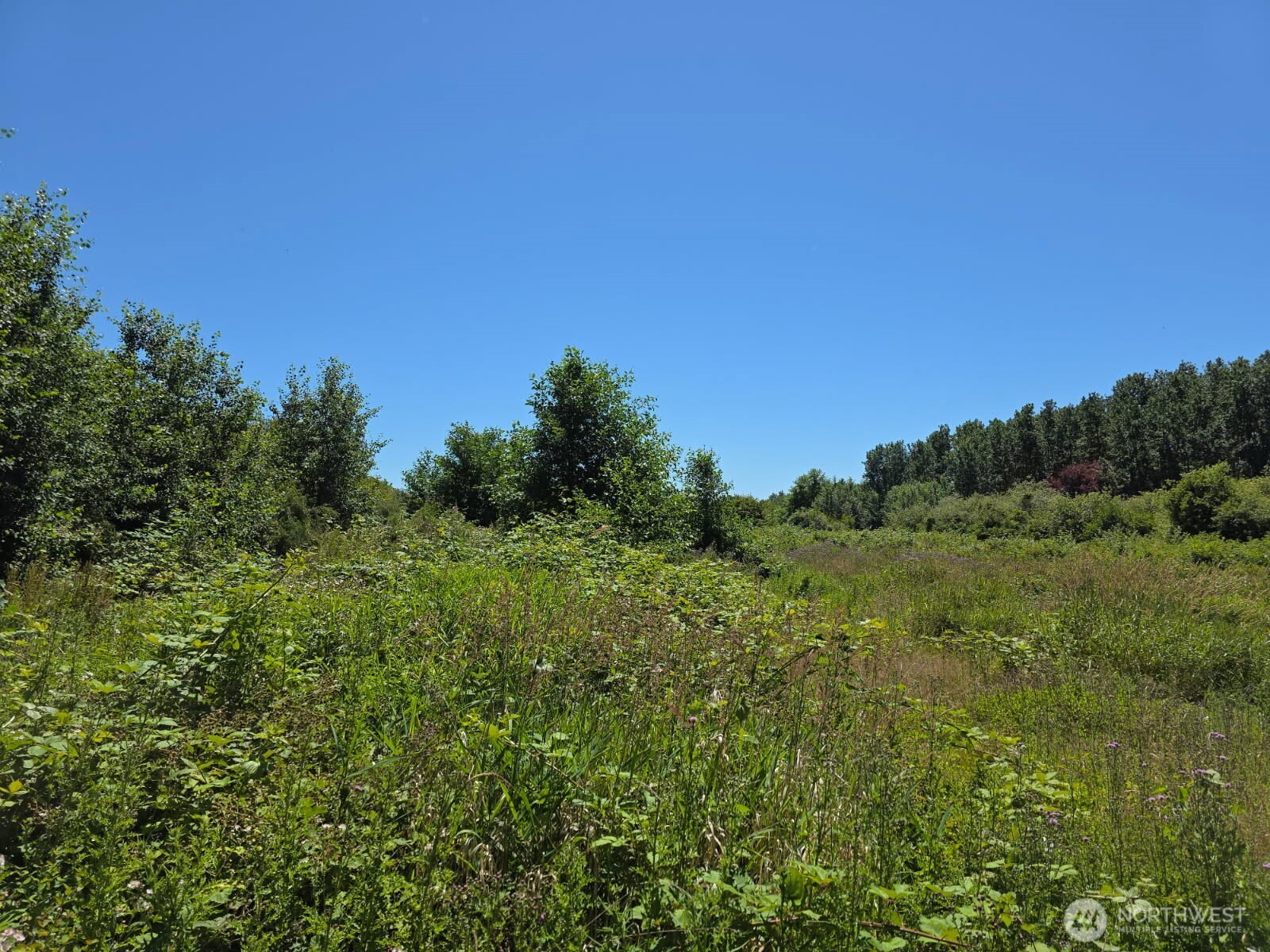 0 Peltier Drive Point Roberts, WA 98281 - Photo 3 of 8 a view of a lush green space