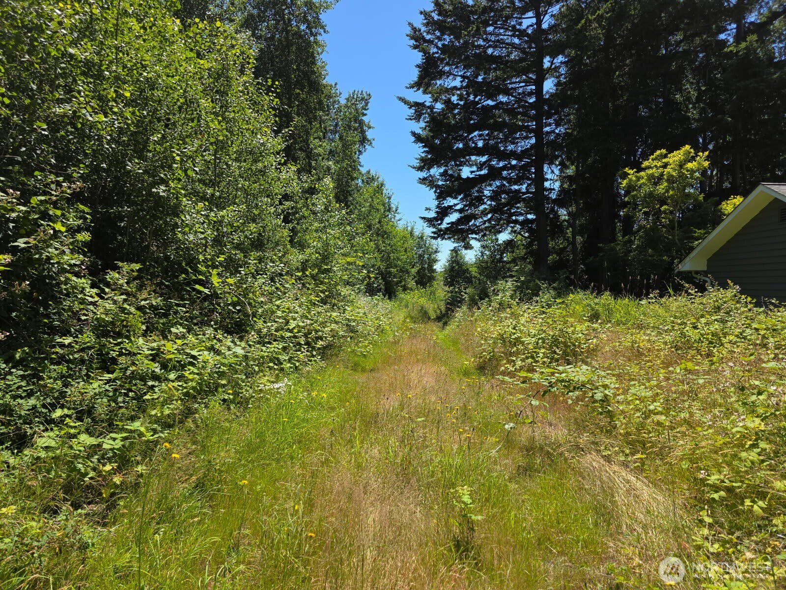 0 Peltier Drive Point Roberts, WA 98281 - Photo 4 of 8 a view of a garden with plants