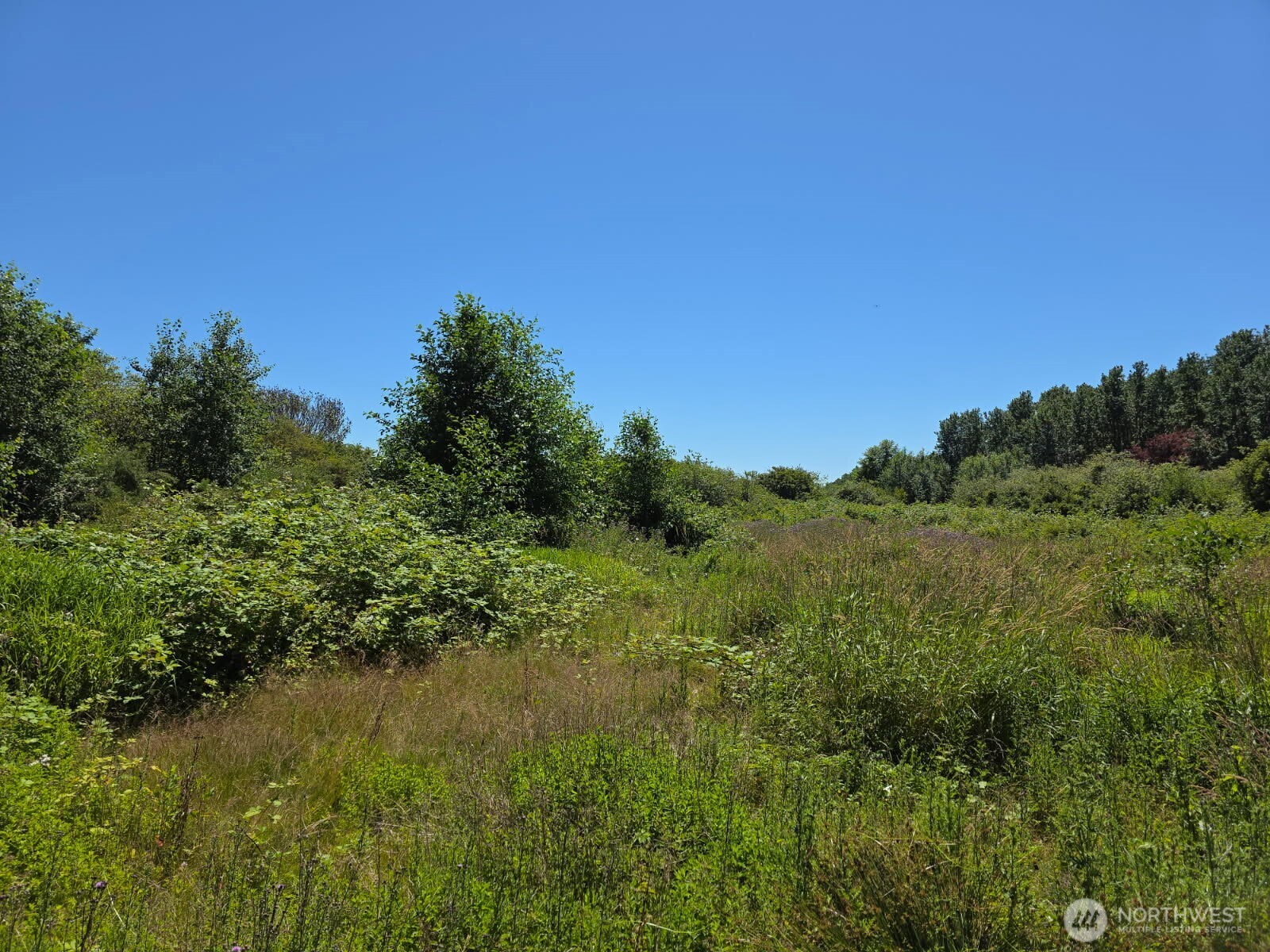 0 Peltier Drive Point Roberts, WA 98281 - Photo 5 of 8 a view of a lush green space