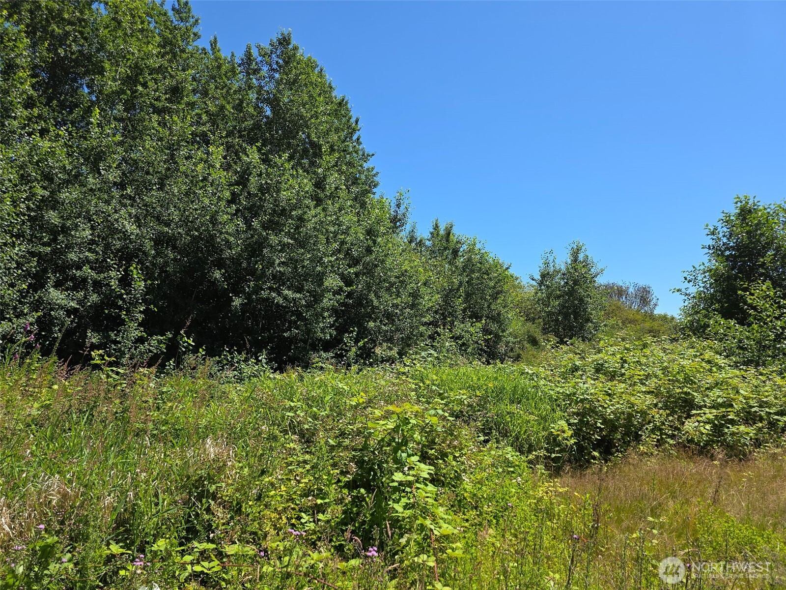 0 Peltier Drive Point Roberts, WA 98281 - Photo 6 of 8 a view of a garden