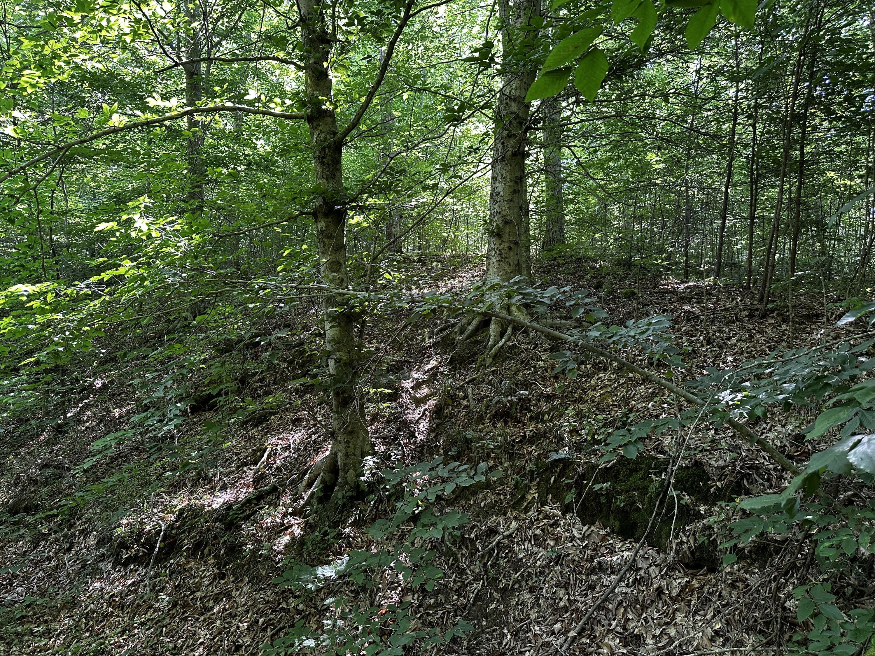 1101 Hull Road, Unit TRACT 9 WOODS WAYNE FOREST) Patriot, OH 45658 - Photo 41 of 61 20240621_150530391_iOS