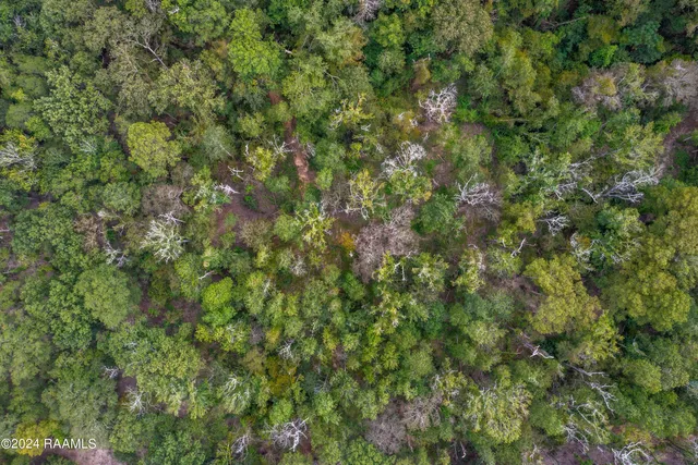 $1,025,500 | 1 Vie Terre Beau Road, Basile, LA 70515