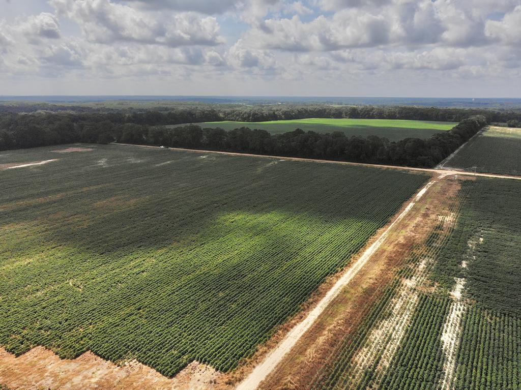 318.5-ac Goose Hollow Road Geneva, AL 36340 - Photo 29 of 50