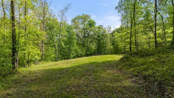 a view of a trees with a yard