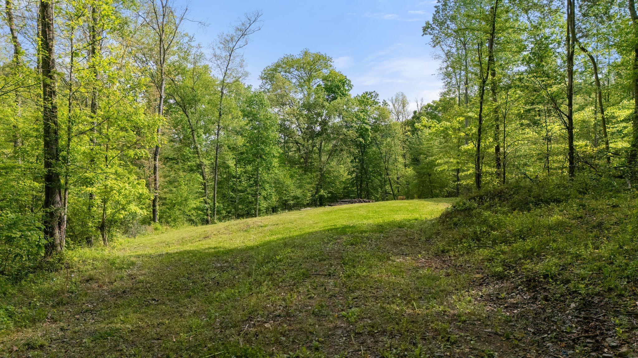 a view of a trees with a yard
