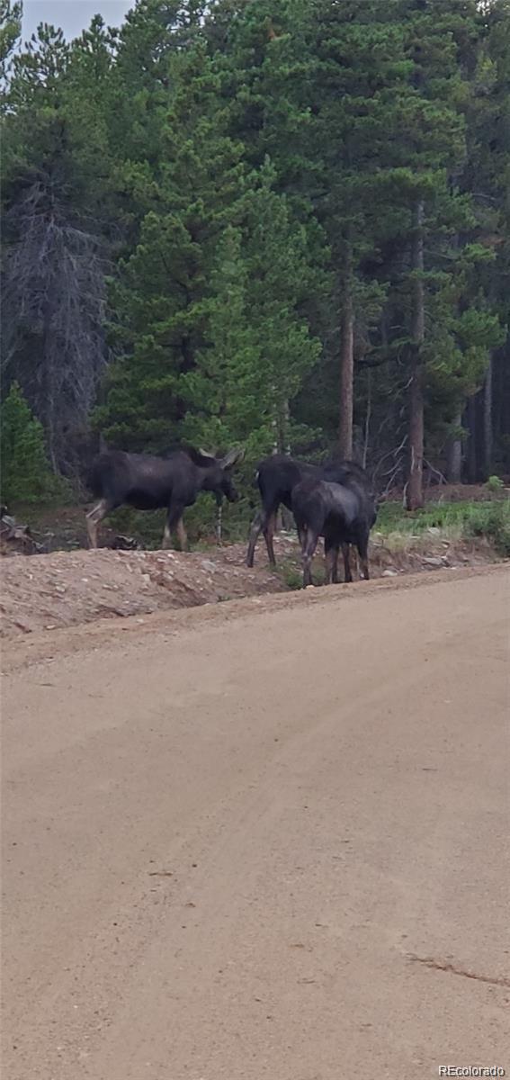 1 Sagamore Trail Black Hawk, CO 80422 - Photo 26 of 34 a view of a road with a yard