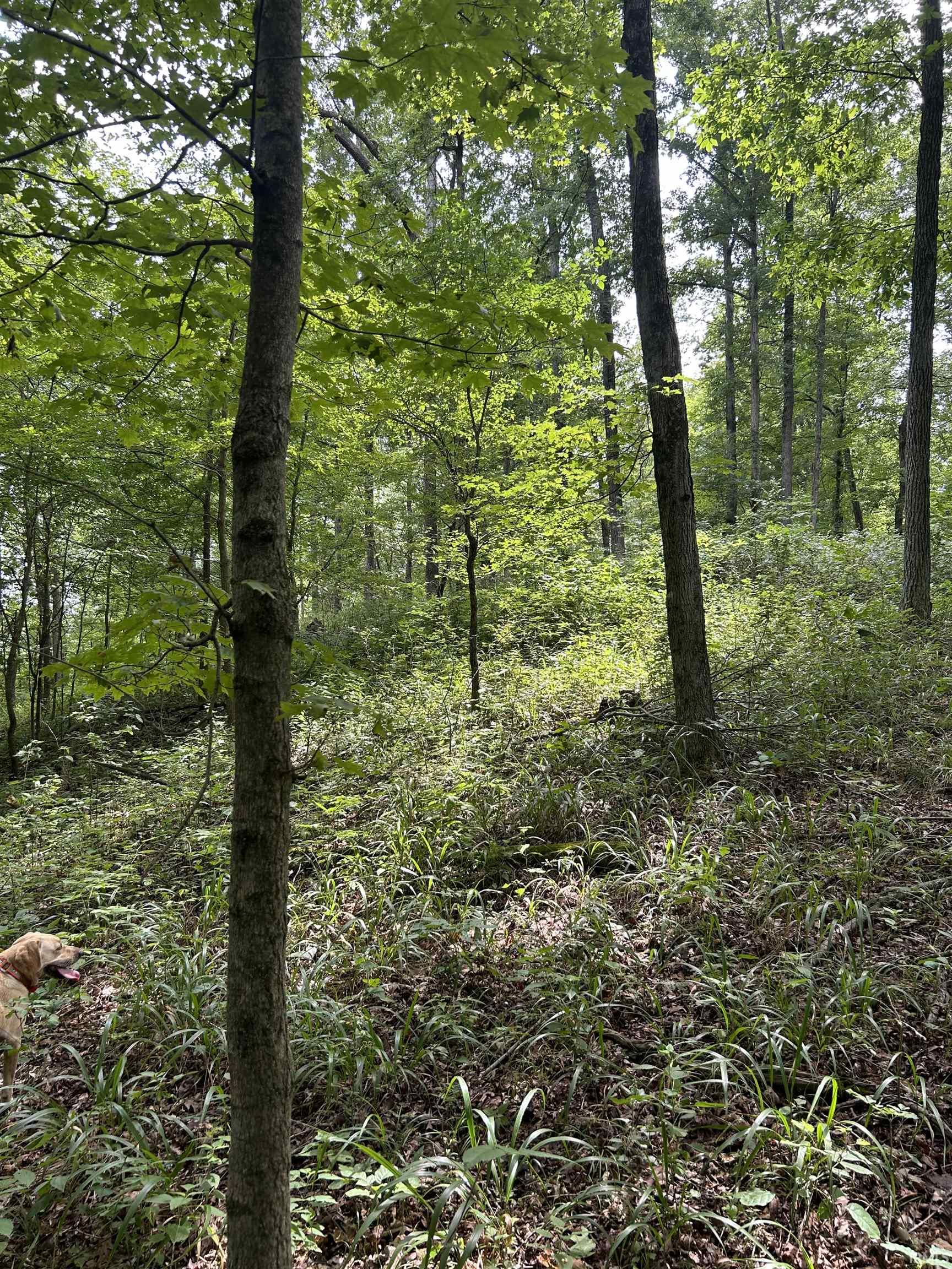 Apricot Road Bristow, IN 47515 - Photo 23 of 27