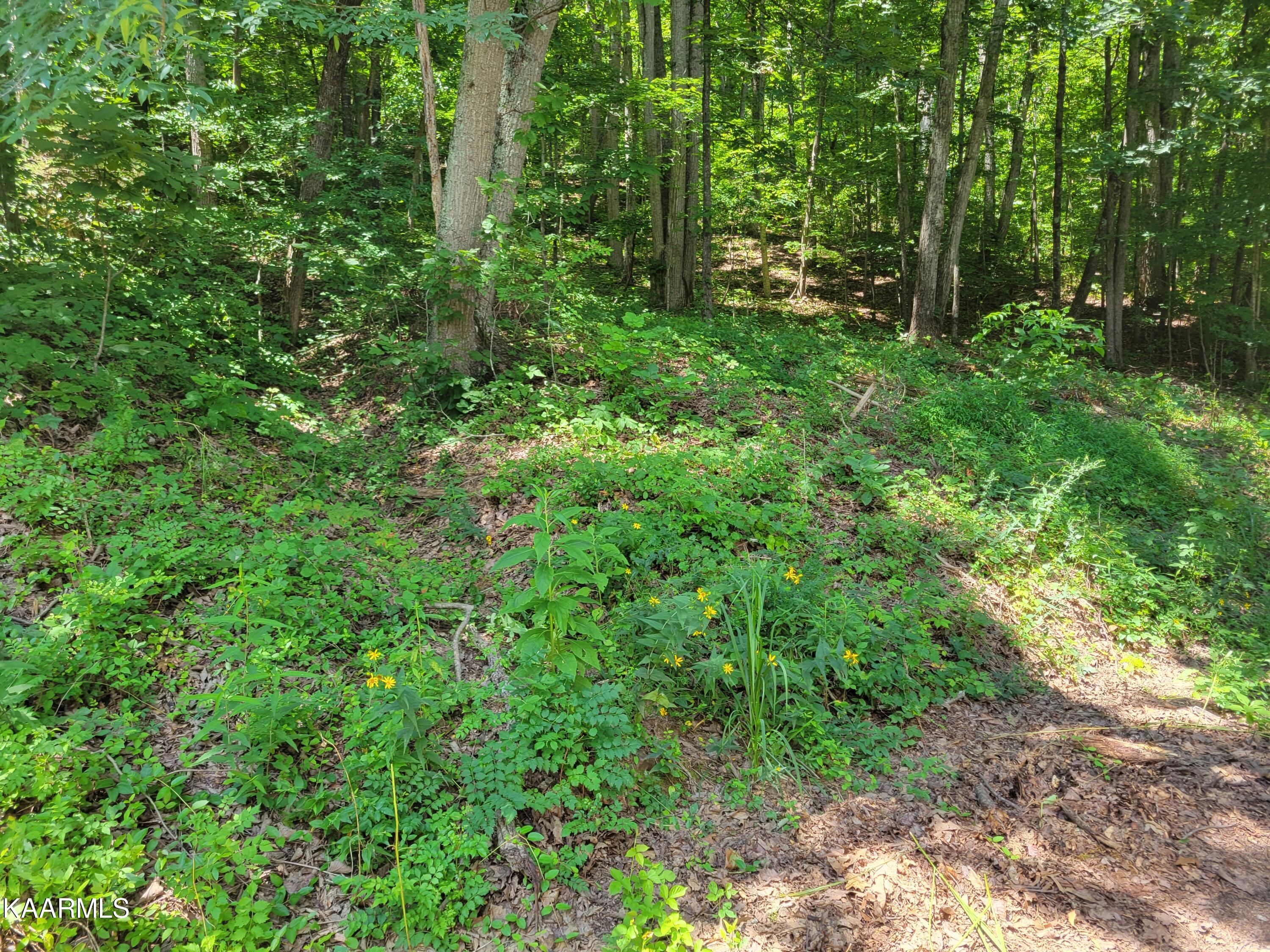 3.01 Creswell Road Seymour, TN 37865 - Photo 1 of 4 20220714_144826
