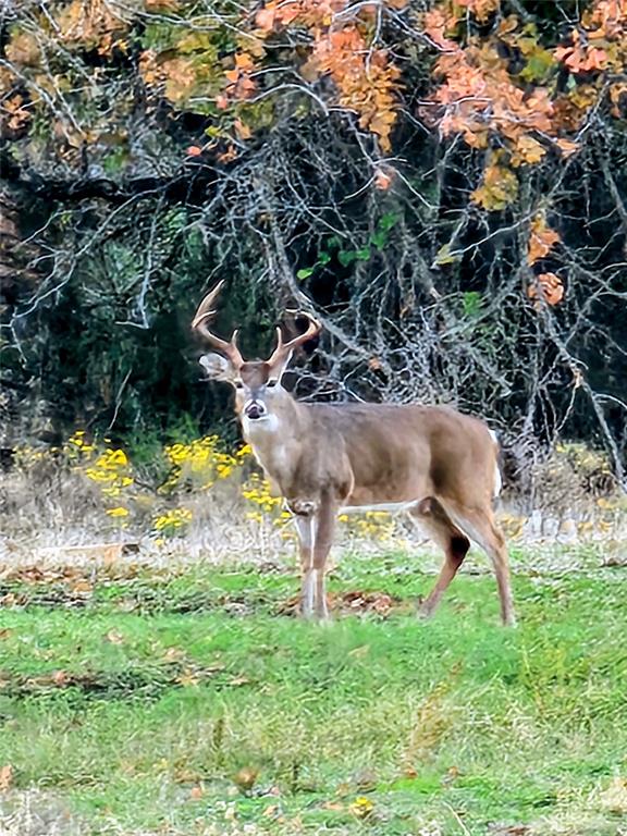 319 County Road 4868 Azle, TX 76020 - Photo 15 of 22 Photo of the wildlife seen on the property