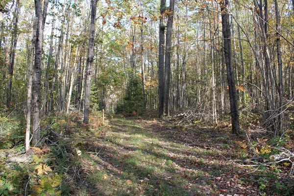 $495,000 | 22006 Bowden Trail, Hillman, MI 49746