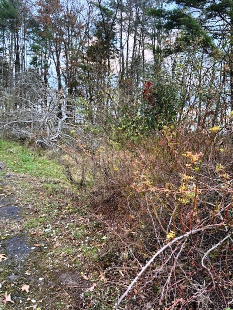 445 Mill Hook Road Accord, NY 12404 - Photo 6 of 10 Photo 6