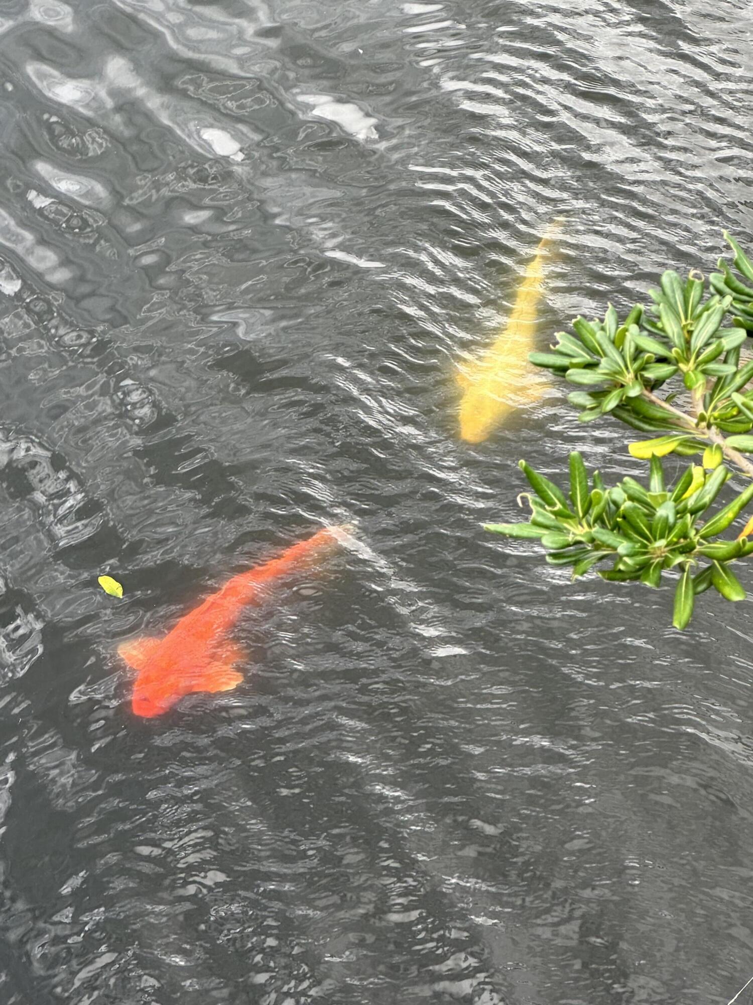 17204 Hampton Boulevard Boca Raton, FL 33496 - Photo 136 of 175 Morikami Museum & Japanese Gardens