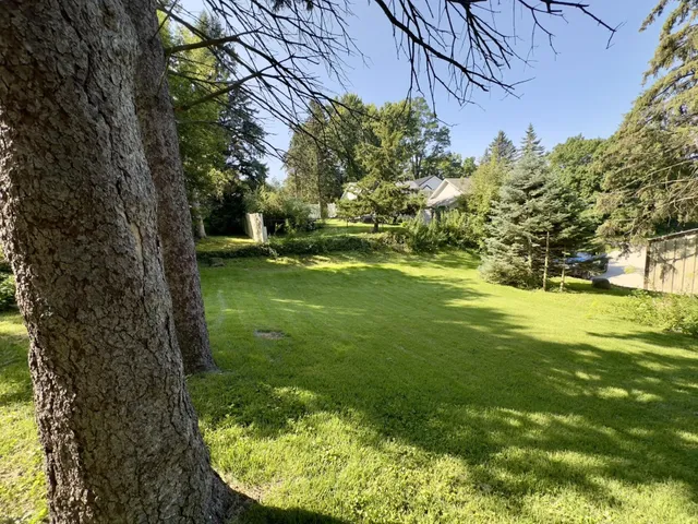 a view of a trees in a yard